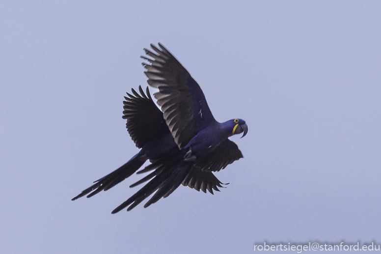 hyacinth macaws